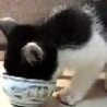 Cool Links - Very Hungry Kitten
