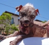 Funny Animals - Ugliest Dog Face Ever