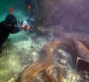 Cool Pictures - Underwater Anaconda