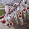 Cool Pictures - Frozen Cherry Trees