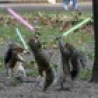 Funny Animals - Jedi Squirrels