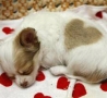 Funny Animals - Valentine's Dog