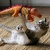 Funny Links - Cute Cat Attack