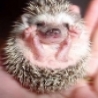 Funny Animals - Pygmy Hedgehogs