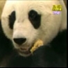 Funny Links - Baby Panda Scare