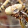 Funny Animals - Spider vs Mantis