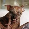 Funny Animals - Ugly Chihuahua