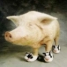 Funny Animals - Cow Slippers