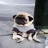 Funny Animals - Sad Pug Photo Diary