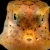 Funny Animals - New Sea Creatures Discovered