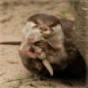 Funny Animals - Proud Otter