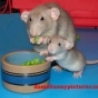 Funny Pictures - Father and Son Eating Veggies