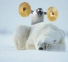 Funny Animals - Waking Up A Polar Bear