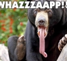 Funny Animals - Wassup Bear.