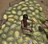 Cool Links - Watermelon Storage