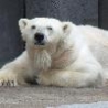 Funny Animals - Zoo Polar Bears