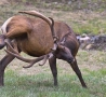 Funny Animals - Why Do Male Elk Have Long Antlers