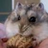 Cool Links - Dwarf Hamster Eats Peanut