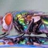 Cool Pictures - Rainbow Fly