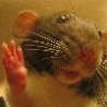 Funny Animals - Mouse Hello
