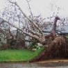 Weird Funny Pictures - Tree Ripped Down