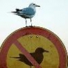 Cool Pictures - Dare To Break The Rules