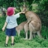 Funny Links -  Feeding The Kangaroo