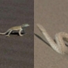 Cool Pictures - Snake VS Lizard