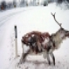 Cool Links - Frozen Deer