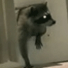 Funny Links - Raccoon Steals Carpet