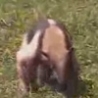 Funny Links - Hamster vs. Sloth