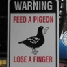Funny Links - Pigeon Warning
