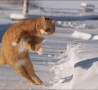 Funny Animals - Yuk Snow