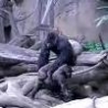 WTF Links - Female Gorillas Attack Silverback