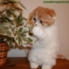 Funny Animals - Another Cute Kitten
