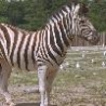Funny Animals - Zebras