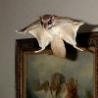 Funny Animals - Pet Flying Squirrel
