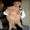 Funny Animals - Worlds Fattest Cat